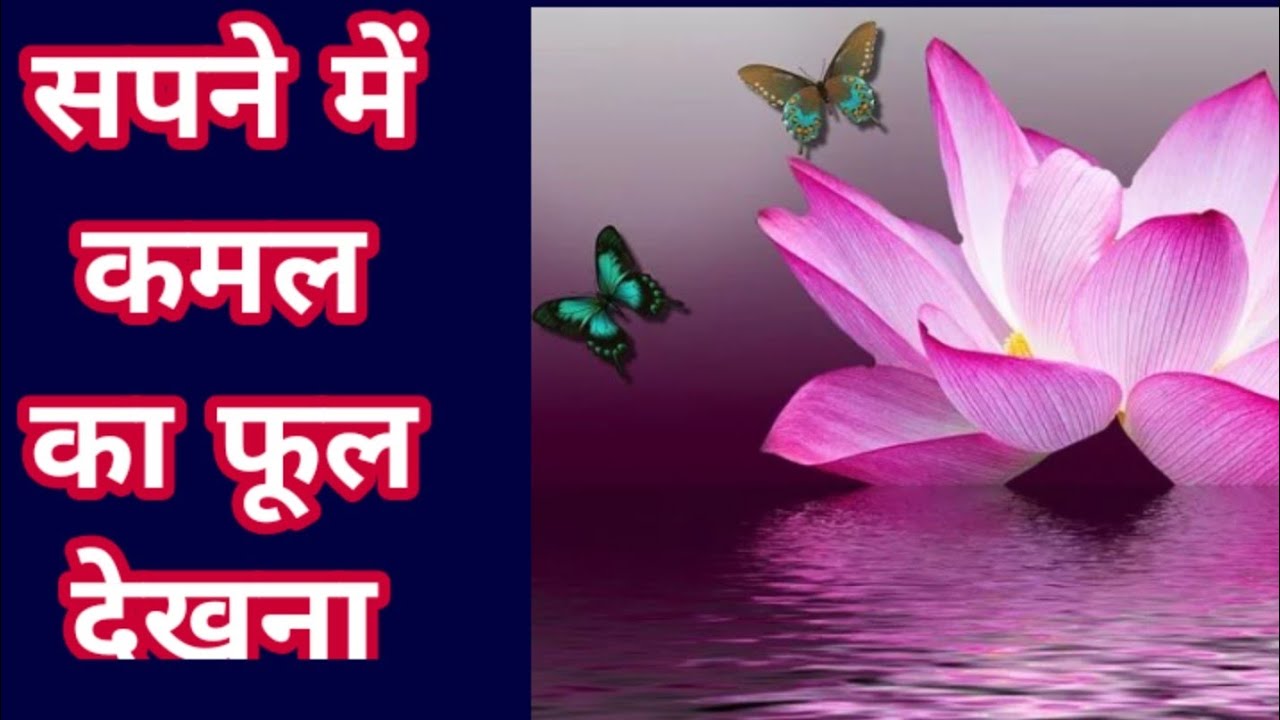सपने में कमल देखना, lotus dreams, lotus dream interpretation, lotus