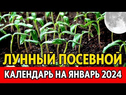 КОГДА И ЧТО сеем, поливаем, пересаживаем. Лунный посевной календарь на ЯНВАРЬ 2024