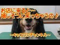 お店に来ると…嬉しそうに笑っちゃうの♪【トリミング 中型犬】0048　素敵な笑顔のミックス犬の女の子～♪ 二本足で立ち上がってこのスマイル！スタッフはもう悩殺寸前メロメロです（≧∇≦）お店にあそびに…