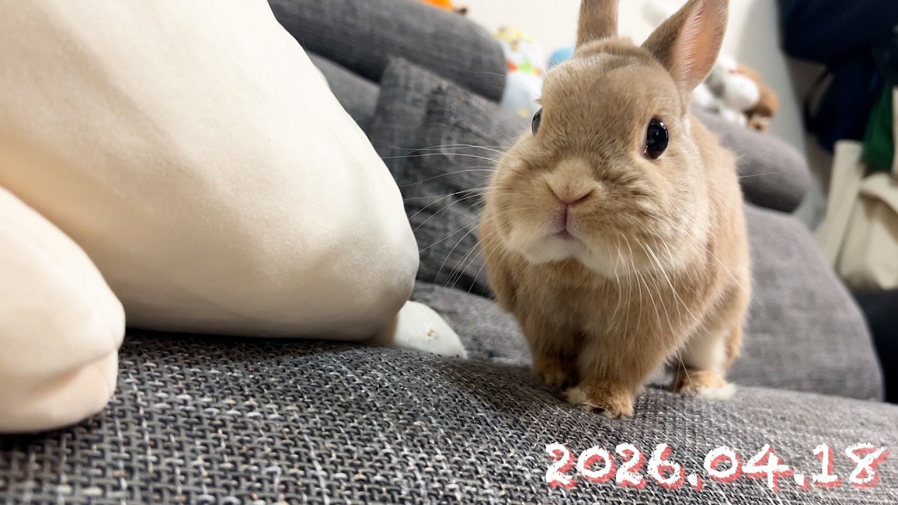 うさぎ♡ 21日まで 3月31日(金)18時より抽選開始】【暗黒エンターテイメント】腕うさぎ