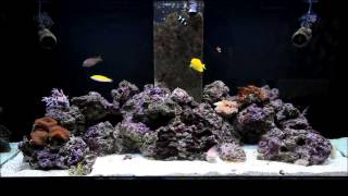 Aqua One AquaReef 400 Marine Fish Tank #4