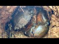 Rừng Ngập Mặn Tại Đồng Nai Rất Nhiều Tôm Cua || Catching Prawn & Crab