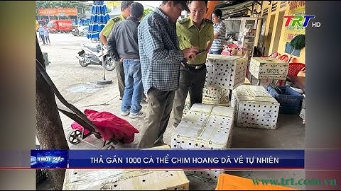 Thả gần 1000 cá thể chim hoang dã về tự nhiên