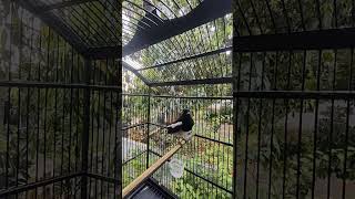 Pancingan kacer di pagi hari, ampuh pancing kacer malas bunyi #kicaumania #burung #kacer