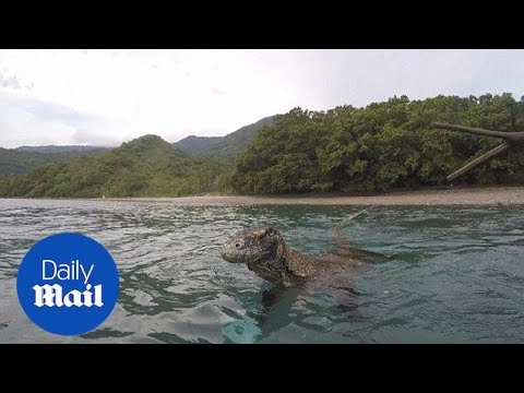 Photographer fends off wild Komodo dragon from boarding his boat
