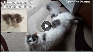 Выкормили из котенка белку. Хроники Устина. 15.04.2021 г.