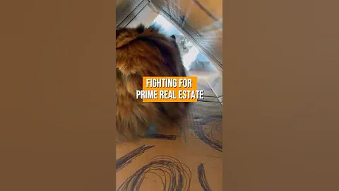 Watch the video about Fighting for Prime Real Estate 🏠 #viralvideo #viral #shorts #shortsfeed #shortsvideo #mainecoon
