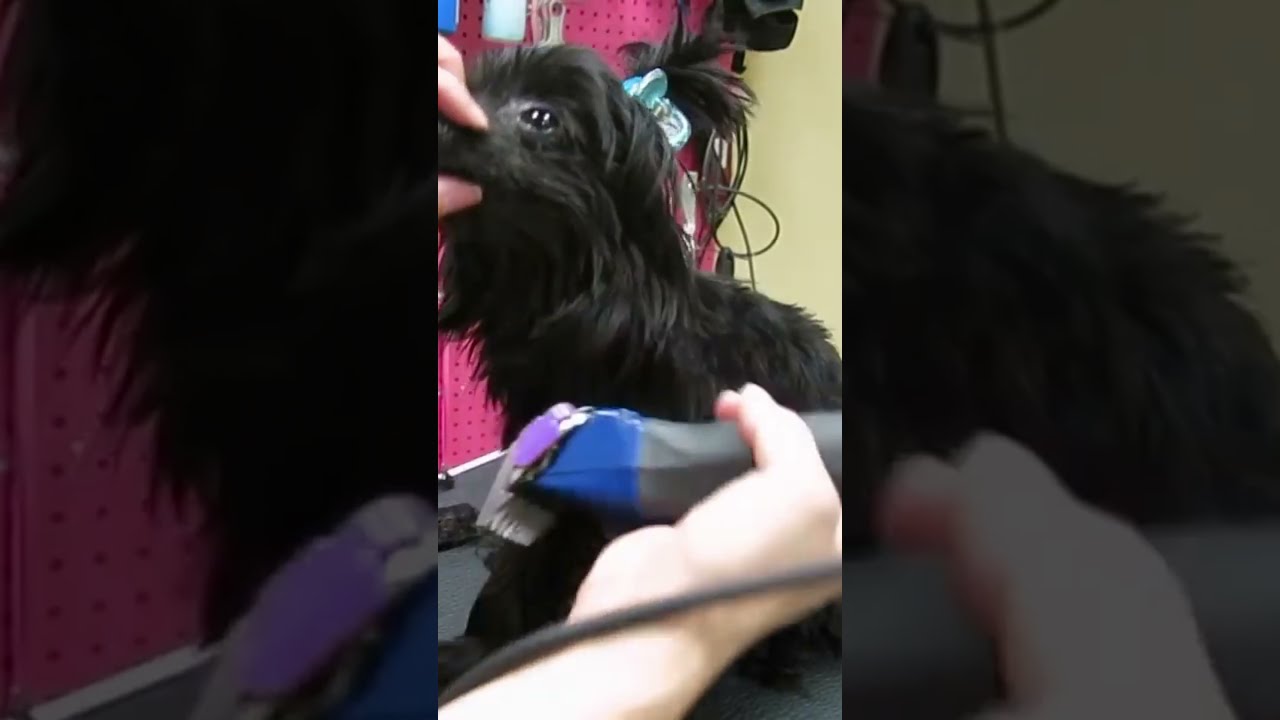 Ears Up Out Of The Way Then 4 Guard And 1 Blend