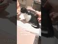 里親になった日.動物病院で診察を受けました4〜On the day I became a foster parent, I was examined at an animal hospital4〜