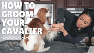 GROOMING MY DOGS AT HOME // Cavalier King Charles Spaniel