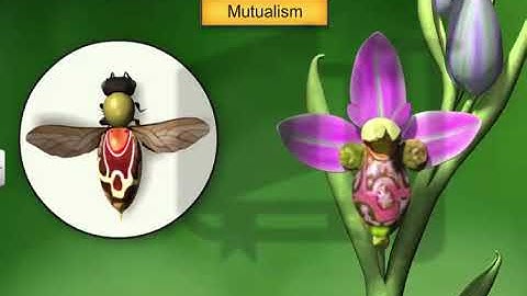 CBSE Class 12 Biology, Organisms And Populations – 7, Mutualism, Commensalism And Amensalism