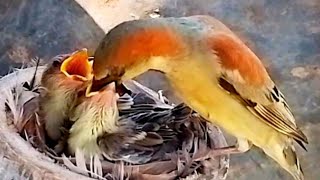 House-sparrow bird feeds on baby gourd#bird