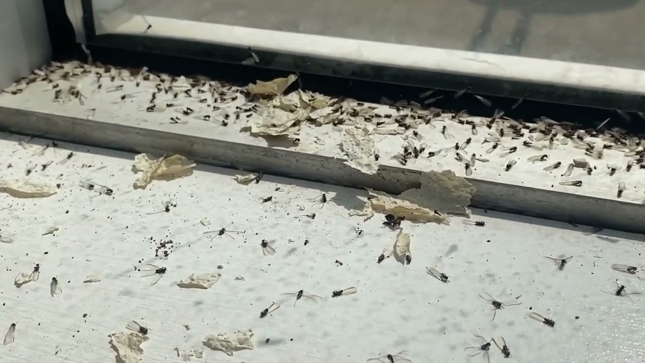 Not Ants But Termites Infesting the Home