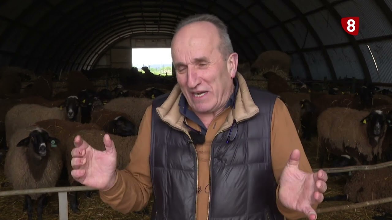 ASAJA LOBO CORDERO EN FUENCALIENTE  DE LUCIO 26 3 25