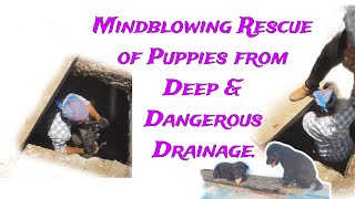 Puppies Rescued from a Deep drain.