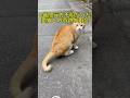 【涙腺崩壊】2年間行方不明だった愛猫を路地裏で発見。名前を呼んだ瞬間の反応に涙
