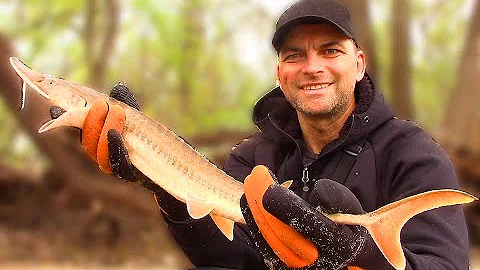 Shovelnose STURGEON - How to Catch and Cook