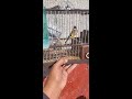 Chante Chardonneret Malaga تغريد طائر حسون Chante Chardonneret Malaga تغريد طائر حسون