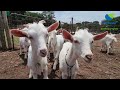 Meet Norman and Rina Belcher from Belnori Boutique Cheesery