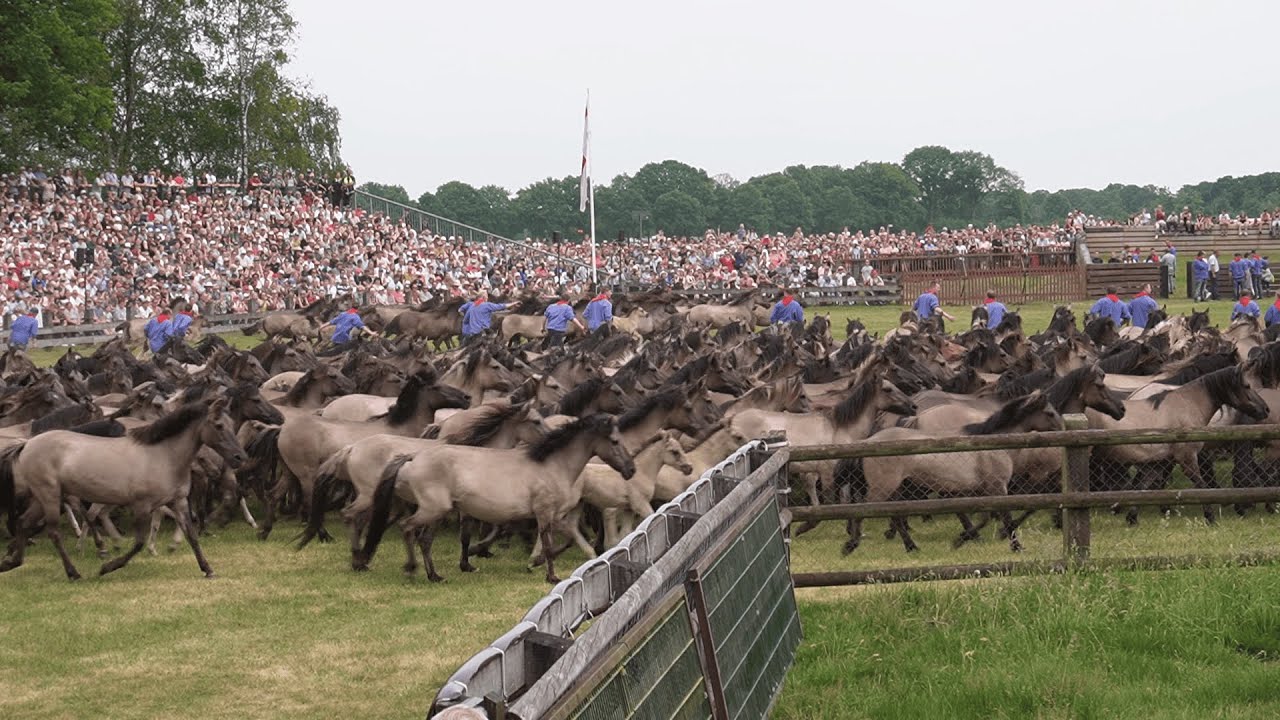 Dülmener Wildpferdefang 31. 05. 2025 mit Pferdeeintrieb