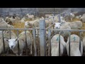 A walk round the lambing shed well before lambing 2017