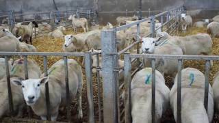 A walk round the lambing shed well before lambing 2017