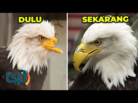 Video: Adakah elang kehilangan sayapnya?