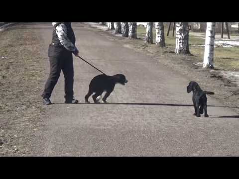 Video: Koiran jälkeen koiranpennut muuttuvat?
