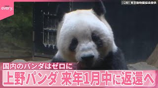 【上野動物園の双子パンダ】来年1月中に中国に返還へ  最終観覧日は1月25日  東京都