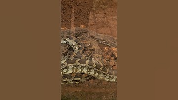 Indian Rock Python|Parassinikkadavu Snake Park🐍#shortsfeed #youtubeshorts