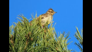 1014. Skřivan lesní, Woodlark, Heidelerche, Alouette lulu, Лесной жаворонок, Lerka