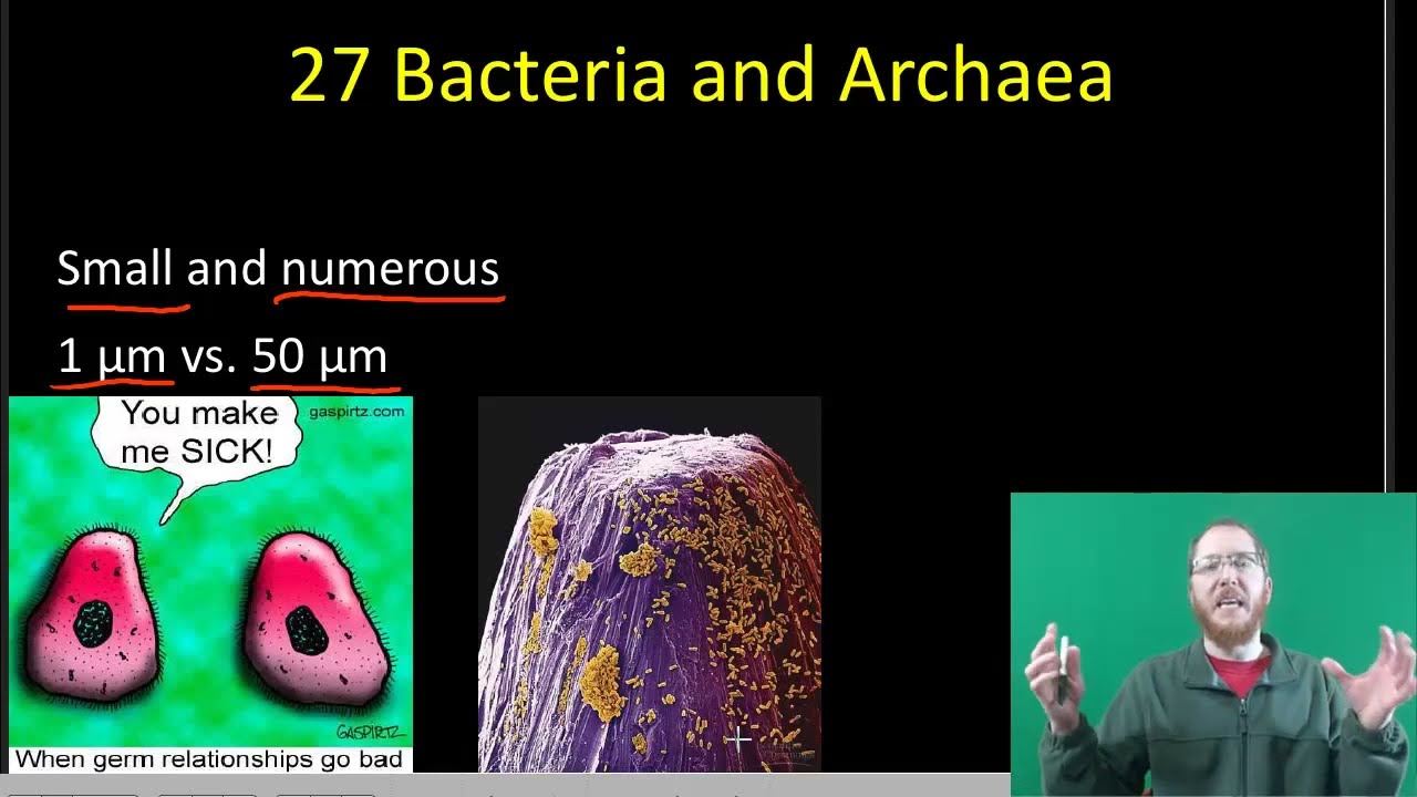 AP Биология: Классификация - Часть 2 и Прокариоты