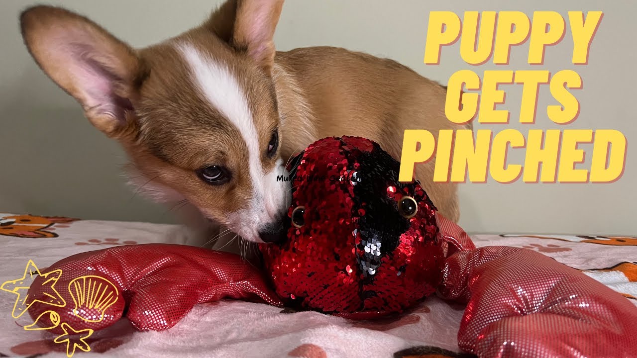 PUPPY GETS PINCHED BY GIANT RED LOBSTER. RED LOBSTER PINCHED #puppy ...