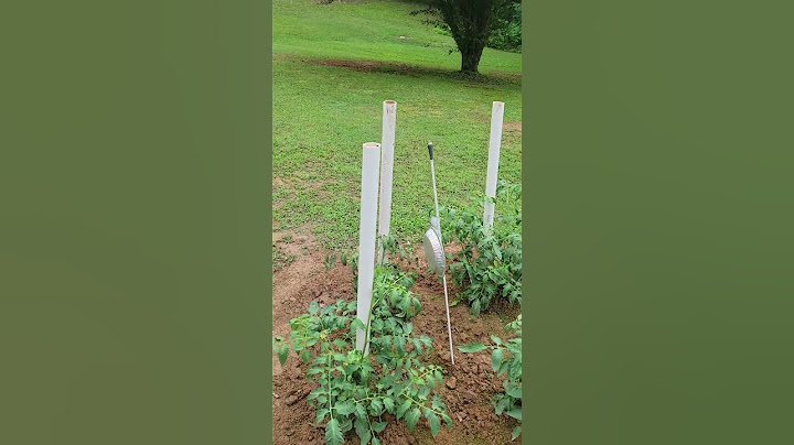 Ingenious Way to Water AND Support Tomato Plants!