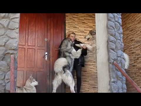 Огромные Аляскинские Маламуты.Huge Alaskan Malamute.