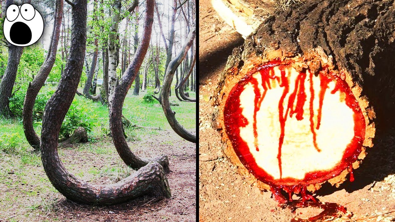 Top 10 Forests That Are WAY STRANGER Than They Look Top 10 Forests That Are WAY STRANGER Than They Look