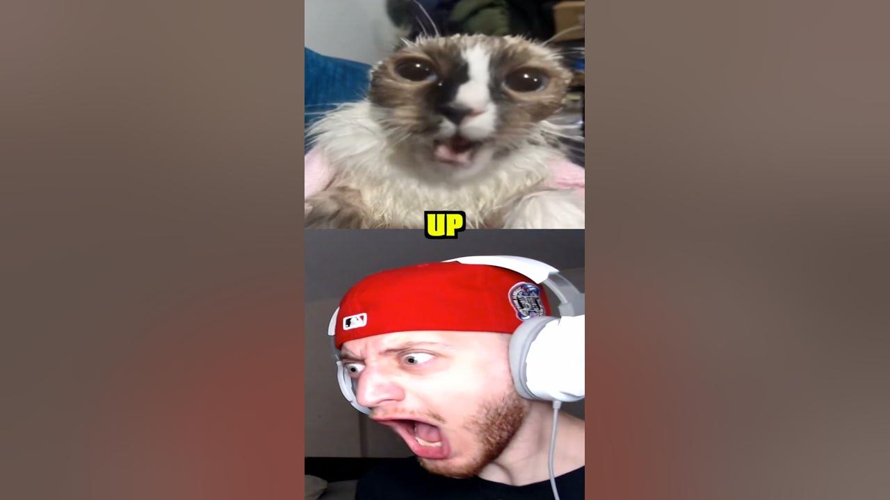Wake Up #shorts #short #memes #meme Wake Up #shorts #short #memes #meme