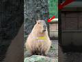 The Chilliest Animal the Cappybara #facts #shorts