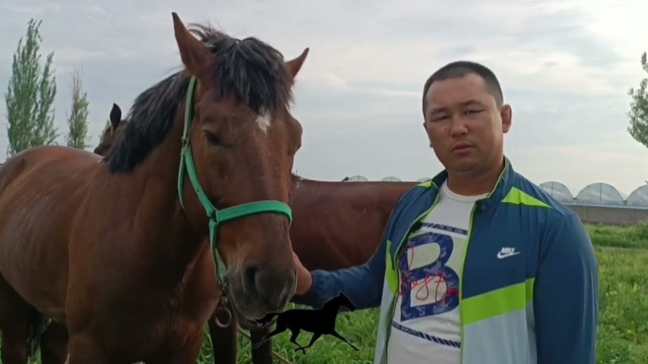 Oxangaron galaquduq Arman Kenjabekv blan intiryu toliq layk kament patpiska kutamz @Qaynota_Kuyov