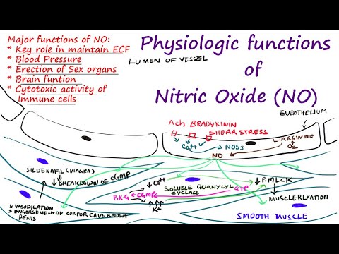 Physiologic functions of Nitric Oxide (NO)