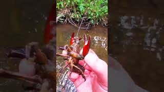 Crayfish fishing by hand. Catching Crayfish by hand. They be black of heart and red in claw #SRP