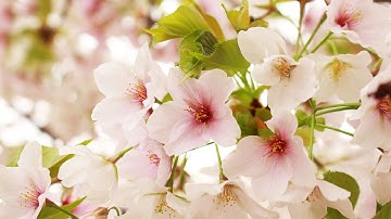 Hanami at Komakiyama!