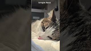 Історія Акса ❤️#zoovetdoctor #ветеринародеса #ушаковдмитрий #ветеринар