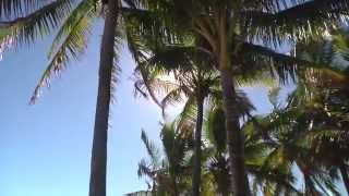 Surftv-Honolii Whales