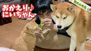 【柴犬】2ヶ月ぶりににいちゃんが帰ってきた!【茶虎猫】※クイズも2ヶ月ぶり!?