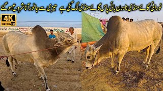 Noorani Cow and Cattle Mandi at Northern Bypass Karachi 2024 | نورانی گائے منڈی لگ گئی ہے