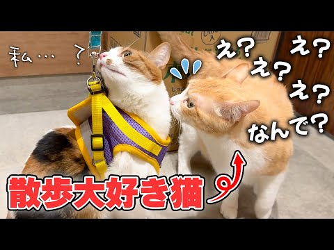 【ドッキリ】自分以外の猫が散歩に連れて行かれそうになってガチ焦りする猫が面白すぎましたwww