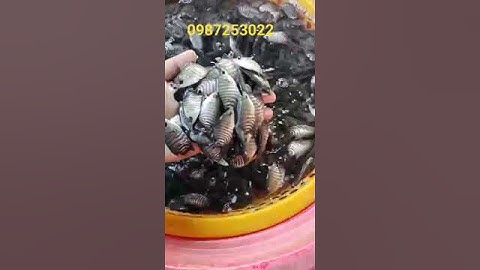 CÁ TAI TƯỢNG GIỐNG LIÊN HỆ SĐT:09872530222