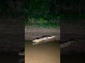 Amazona trip #shorts #crocodile #caiman #reptiles #trending #today #viral #foryou #youtubeshorts