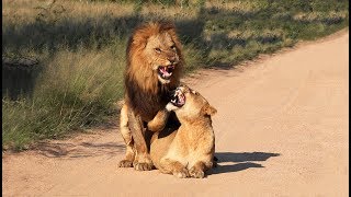 Kruger Park, Season 1 (English), &quot;Mating Lions 1&quot;: 2 couples of lions mating for 7 days in a row.
